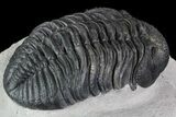 Drotops Trilobite - Excellent Faceted Eyes #76409-4
